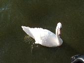 [Schwan]
