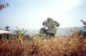 [bamenda08]