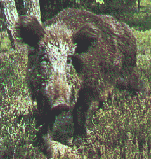 [Wildschwein]