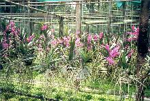 [thonburi01]